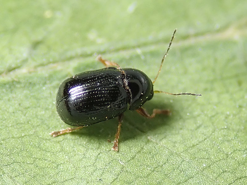 Chrysomelidae: Cryptocephalus sp.